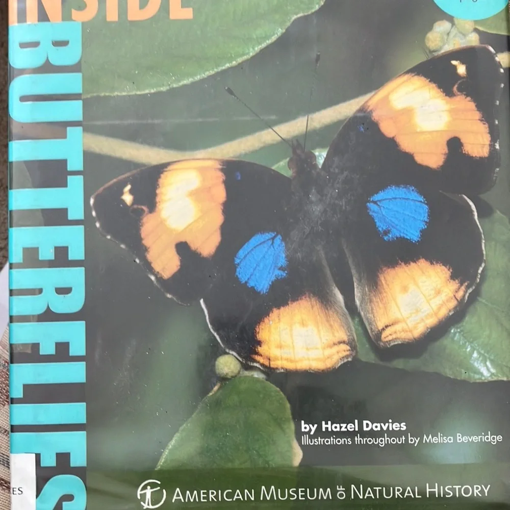 Inside butterflies
